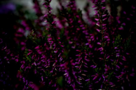Blur Botanical Bunch Close-up photo