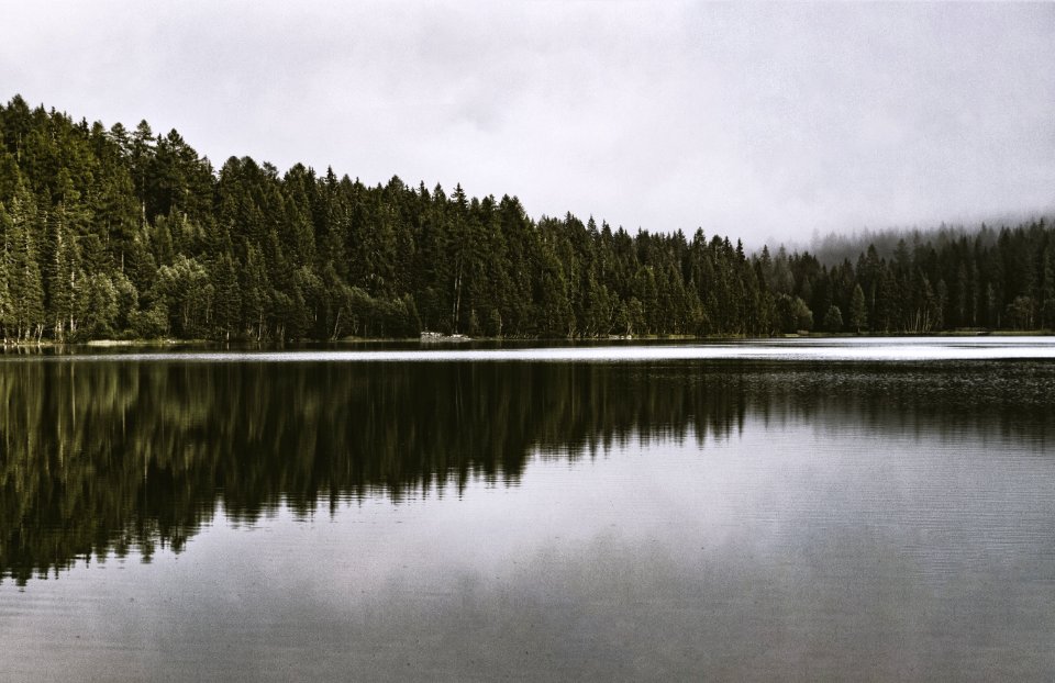 Clouds Conifer Daylight Environment photo