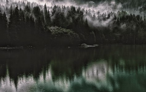 Dawn Evening Fog Forest