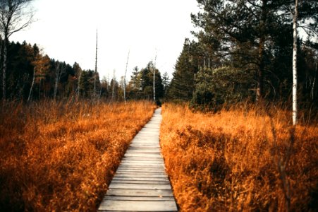 Conifers Countryside Environment Fir
