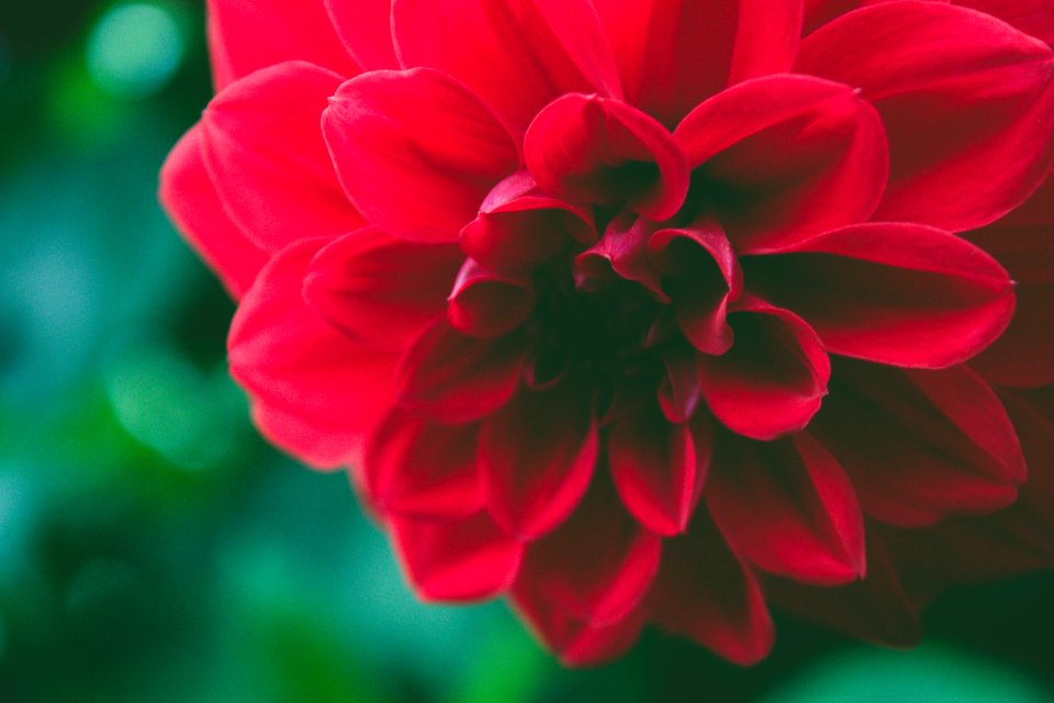 Beautiful Bloom Blossom