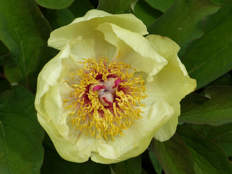 Nature flora blossom