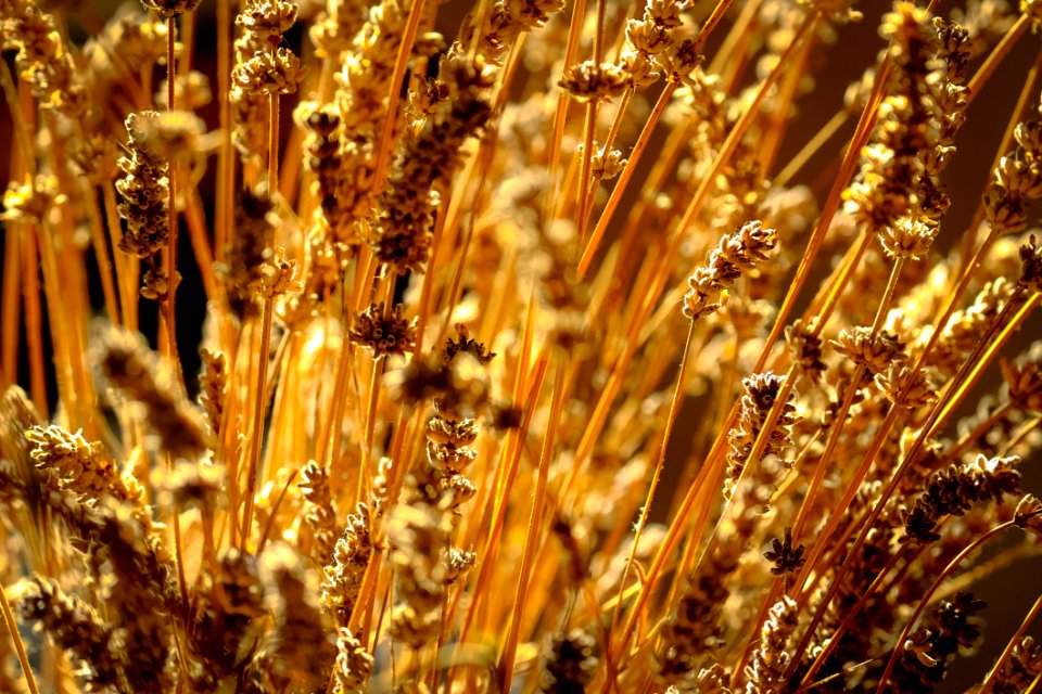 Blur Blurred Close-up Focus