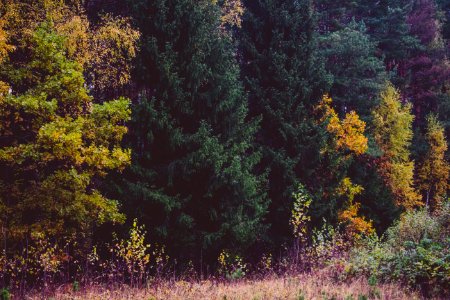 Autumn Autumn Colours Countryside