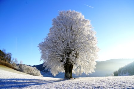 Winter Snow Frost Sky photo