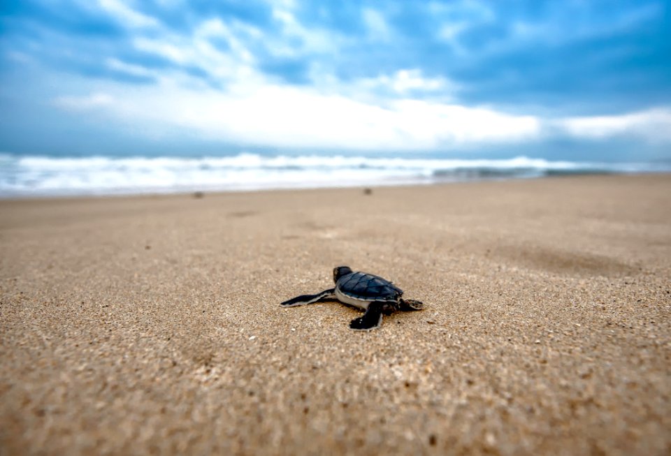 Sea Sea Turtle Sky Turtle