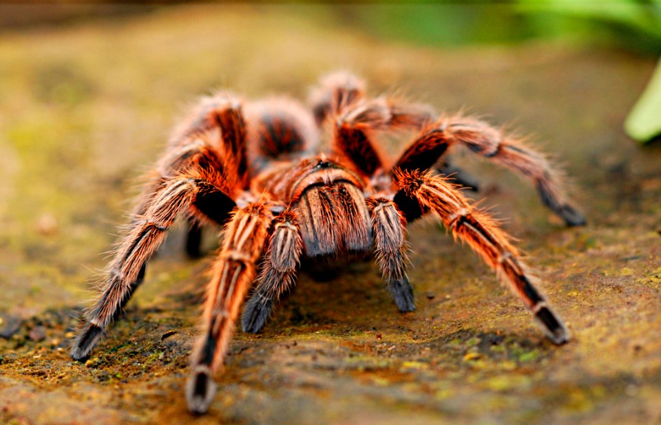 Tarantula Spider Arachnid Invertebrate