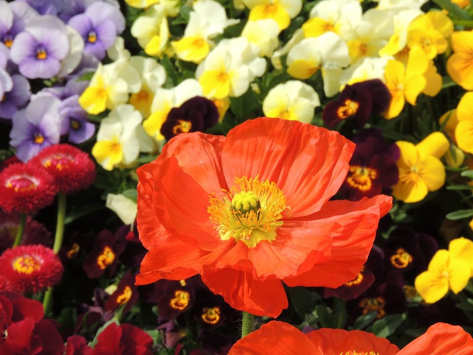 Stamp flowers spring