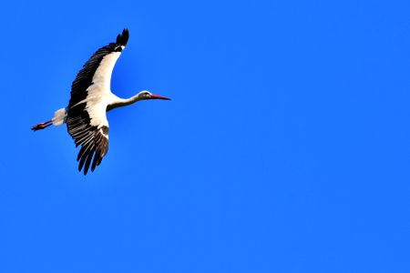 Bird Sky Beak White Stork photo