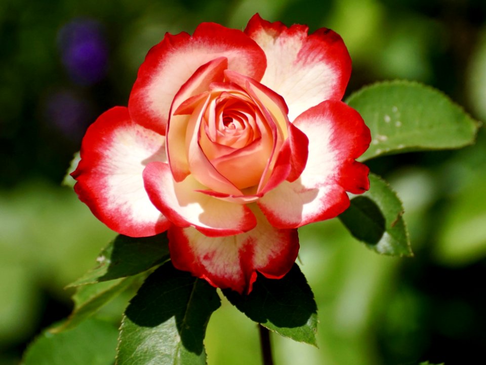 Flower Rose Rose Family Garden Roses