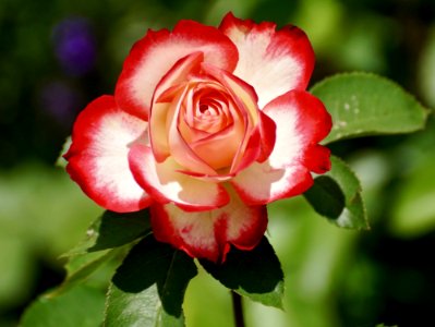 Flower Rose Rose Family Garden Roses photo