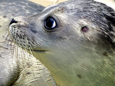 Seals Harbor Seal Fauna Mammal photo