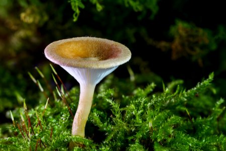 Mushroom Fungus Edible Mushroom Agaricomycetes photo