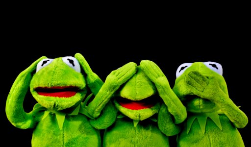 Green Vertebrate Frog Amphibian