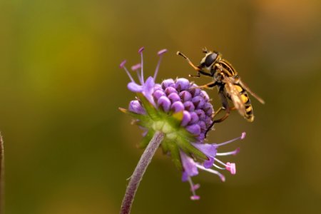 Insect Honey Bee Wasp Nectar photo