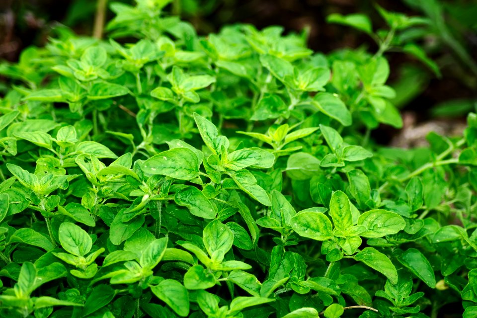 Plant Herb Leaf Basil