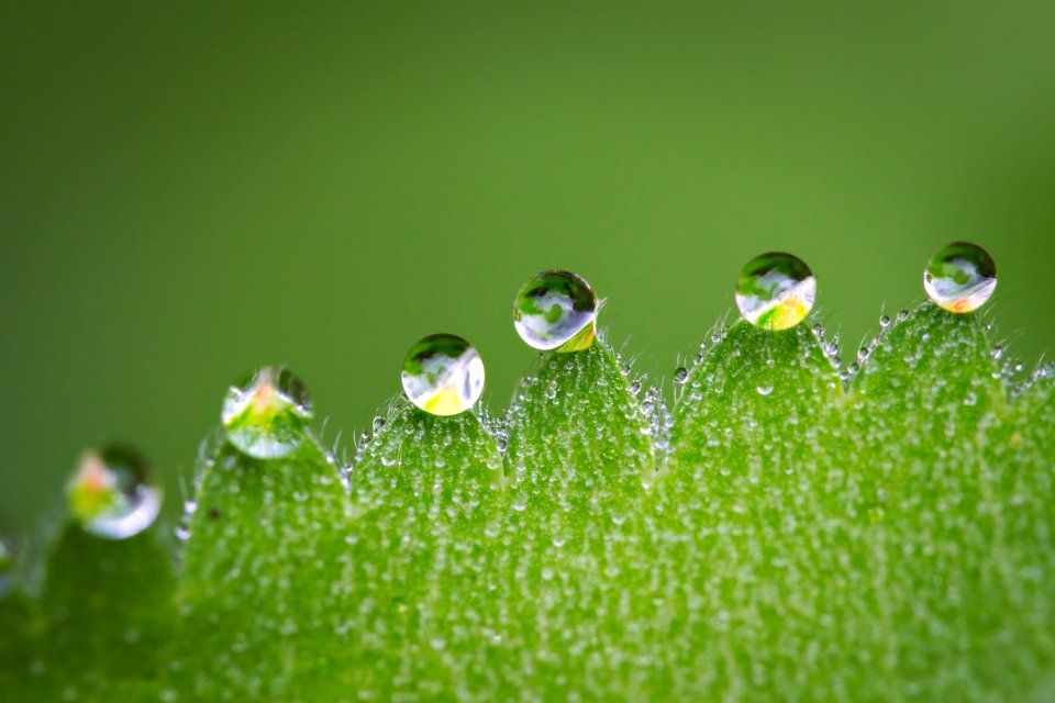 Water Dew Drop Moisture
