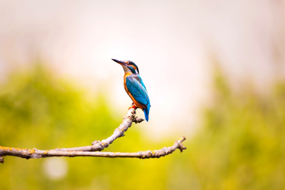 Bird Beak Fauna Wildlife photo