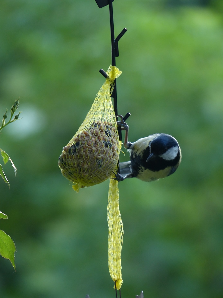 Passeri songbird bird