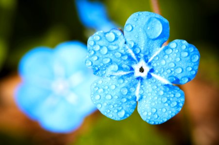 Blue Flower Macro Photography Flora