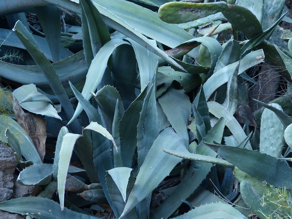 Leaves spiny prickly