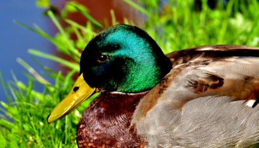 Bird Duck Fauna Water Bird photo