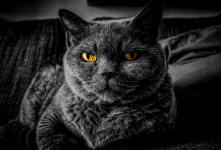 Cat Whiskers Black Black And White