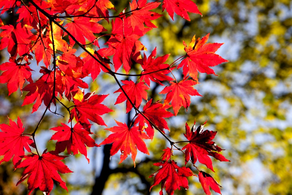 Maple Leaf Red Leaf Autumn photo