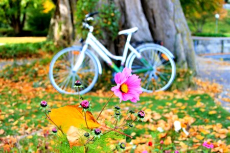Yellow Bicycle Plant Flower