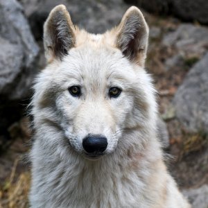 Wolf Canis Lupus Tundrarum Mammal Saarloos Wolfdog photo