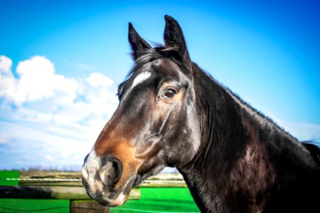 Horse Halter Bridle Fauna