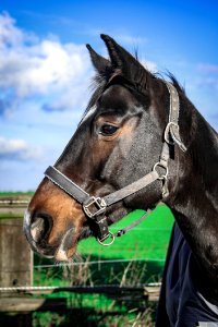 Horse Bridle Halter Horse Tack