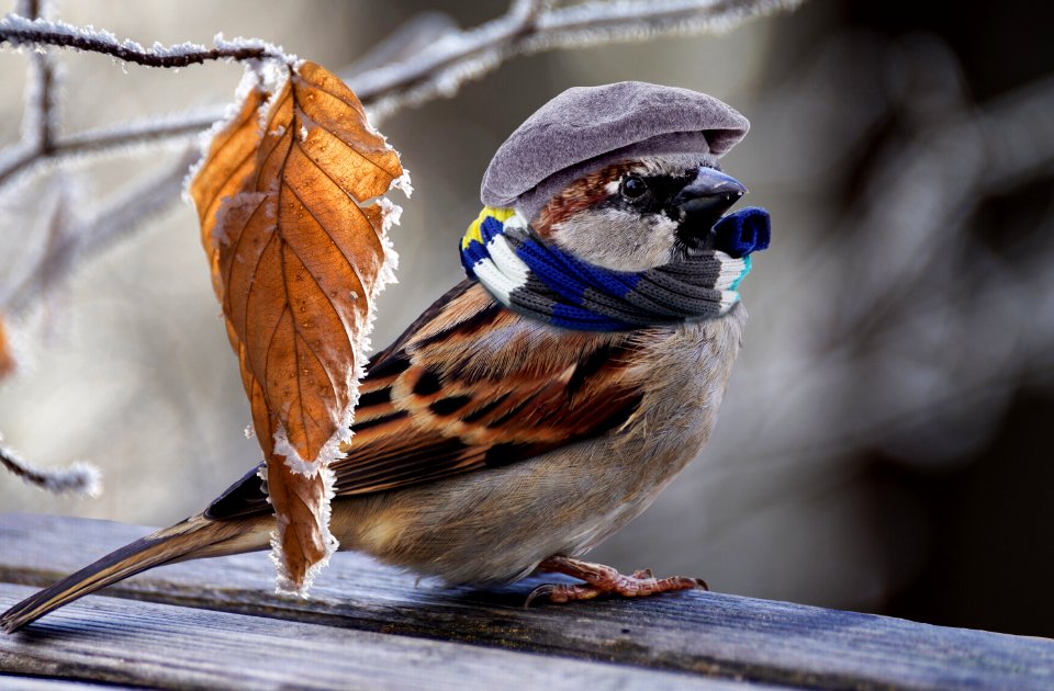 Bird Sparrow Fauna Beak photo