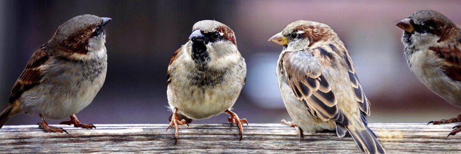 Bird Sparrow House Sparrow Fauna photo