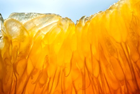 Yellow Close Up Commodity Macro Photography