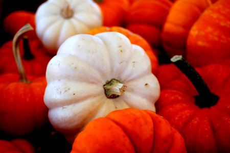 Vegetable Winter Squash Cucurbita Local Food photo