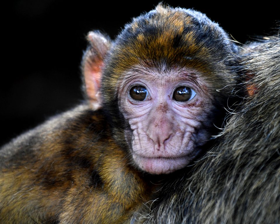 Mammal Macaque Fauna Primate