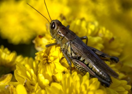 Insect Grasshopper Yellow Locust
