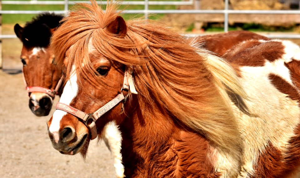 Horse Horse Like Mammal Mane Bridle