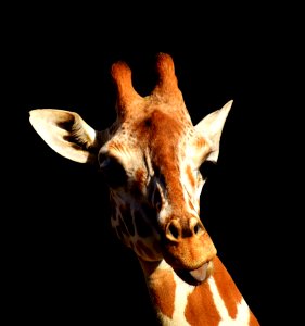 Giraffe Giraffidae Mammal Terrestrial Animal