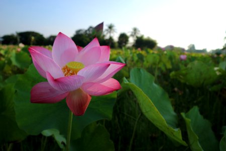 Flower Lotus Sacred Lotus Plant