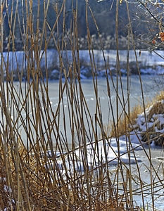 Ice season grasses photo