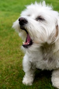 Dog Breed Dog Dog Like Mammal Dog Breed Group
