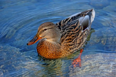 Duck Bird Mallard Water Bird photo