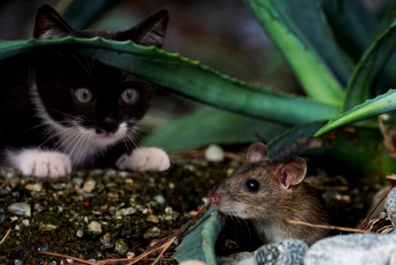 Mouse Fauna Rat Muridae