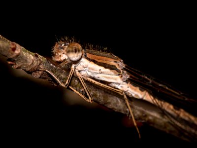Insect Invertebrate Macro Photography Pest