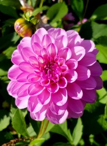 Flower Plant Flowering Plant Dahlia