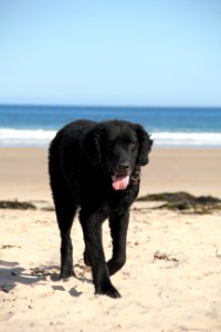 Dog Dog Like Mammal Mammal Beach photo