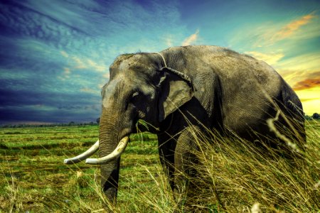 Elephant Elephants And Mammoths Wildlife Indian Elephant photo