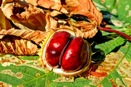 Natural Foods Local Food Food Chestnut